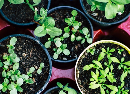 Veggie gardening continues to grow in popularity in Okanagan homes