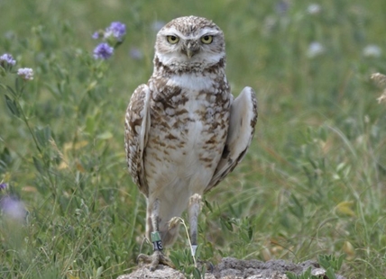 The Okanagan’s forgotten grasslands