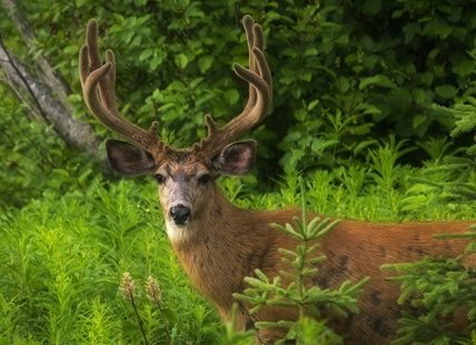 New Okanagan wildlife corridor to help preserve endangered species