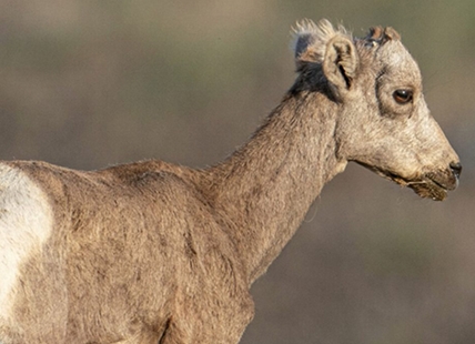 Okanagan bighorn sheep disease monitoring program cancelled