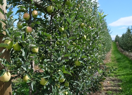 Okanagan's Unusually Good Apple Bites looking to be national snack champs