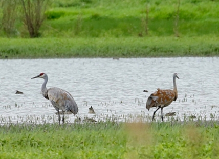 How eliminating wetlands in Thompson-Okanagan puts migratory birds at risk