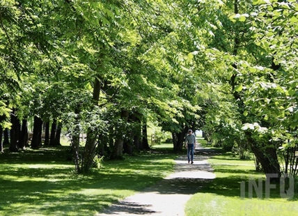 Invasive species wreaking havoc and death in West Kelowna park