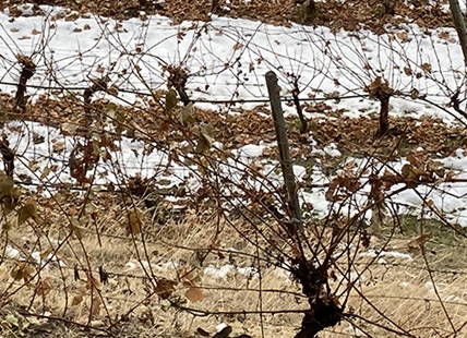 Growing grapes in Okanagan is 'like Russian roulette' these days: winemaker