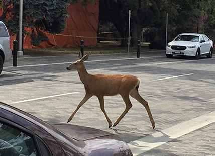 Penticton councillor putting plan together to address aggressive urban deer problem