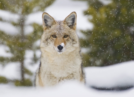 How do Thompson-Okanagan wildlife survive every winter?