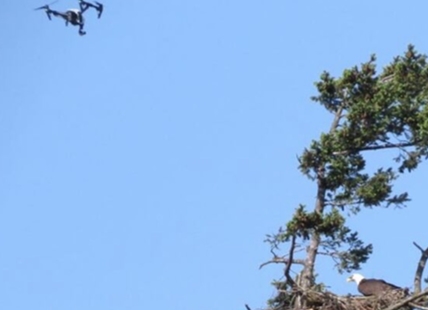 Keep your drones away from wildlife, Okanagan Conservation Officers warn