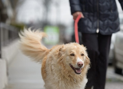 Beware of discarded roaches, they can poison your dog: BC SPCA