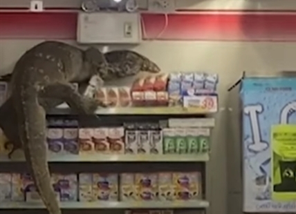 TRENDING NOW: Giant lizard climbs 7-Eleven store shelves
