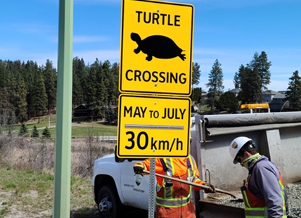 Painted turtles get much needed extra attention in West Kelowna neighbourhood
