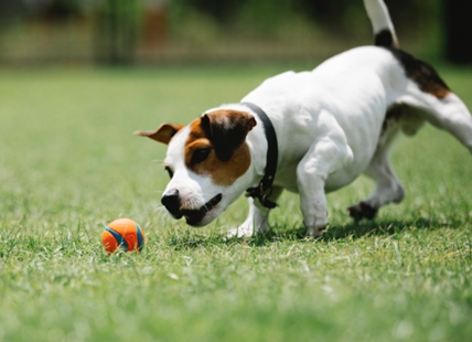 Spending tax dollars on dog parks in Thompson-Okanagan a win for everyone