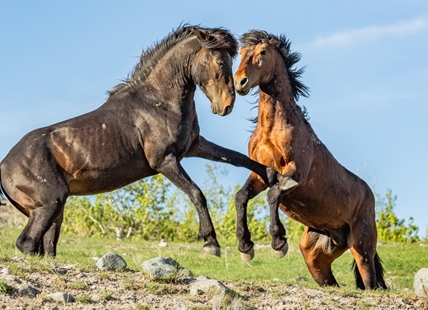 New historical book on wild horses features work by late Logan Lake cowboy