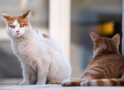 B.C. woman loses appeal after 71 cats seized from her motorhome