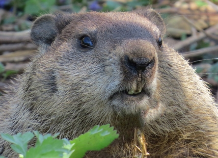 Beavers move into small Okanagan community, cause trouble