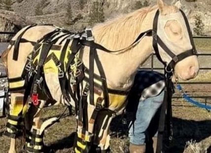 Spences Bridge woman lost everything in floods, needs to bring therapy horse home