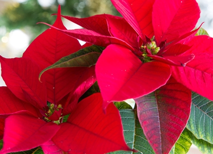 Kamloops gardeners explain how they care for fussy poinsettias