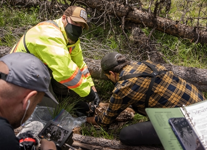 Documentary highlights largest mule deer project in B.C.'s history