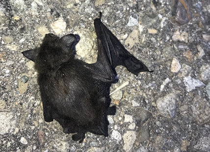 B.C. community bat program calling on Okanagan residents for help