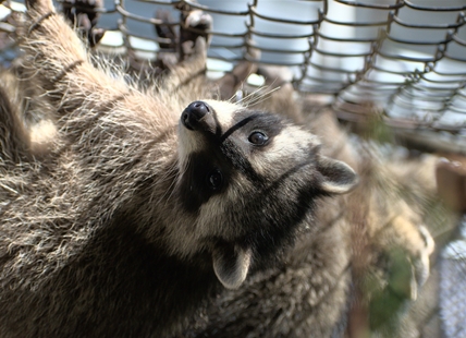 B.C.'s Wild Animal Rehabilitation Centre has busiest year yet