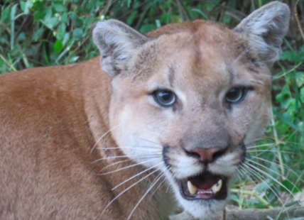 Trail in popular Kamloops hiking area closed after cougar attacked dog