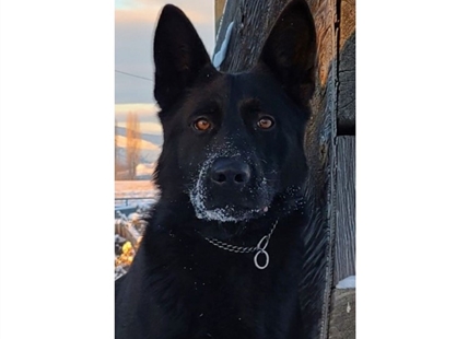 Newest Kamloops police dog celebrates 2nd birthday