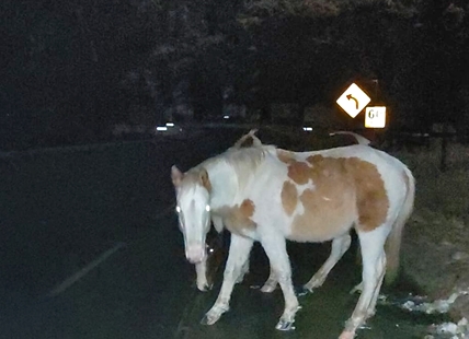 Wandering wild horses causing concerns for drivers in South Okanagan