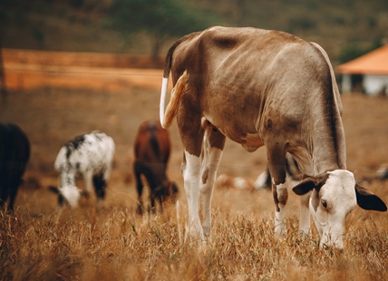 Cattle seized from B.C. property living 'among the worst conditions' ever seen by SPCA investigator