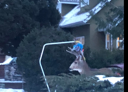 HE SCORES: Penticton Conservation officer removes hockey net from deer antlers
