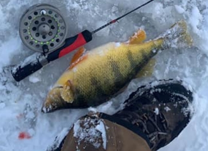 'Super unusual': West Kelowna fisherman catches 4-pound yellow perch