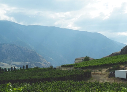 Okanagan convoy supporters now going after Bonnie Henry’s winery