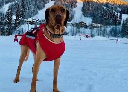 Sun Peaks' newest snow safety team member is a very good girl