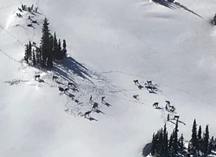 Two Albertans fined for snowmobiling in protected mountain caribou area near Revelstoke