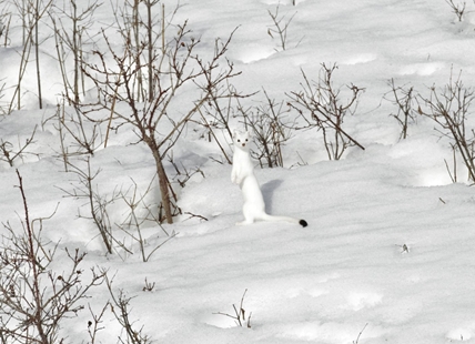 Kamloops man captures photos of elusive, long-tailed weasel in the snow