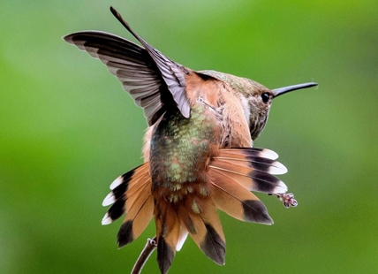 How to attract hummingbirds that may arrive early in Kamloops, Okanagan