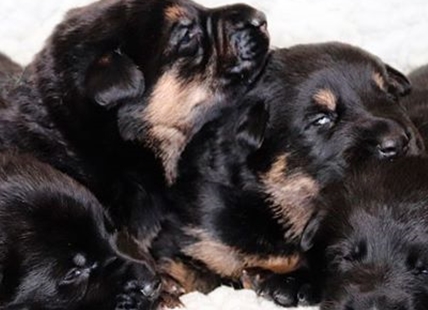 RCMP ask for help to name the latest batch of police puppies