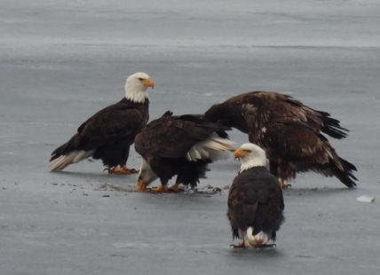 Group of bald eagles captured through lens on South Okanagan lake