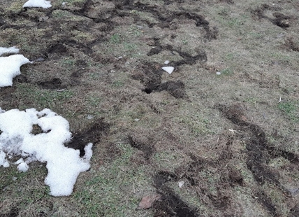 Melting snow reveals small rodents up to no good under this Kamloops lawn