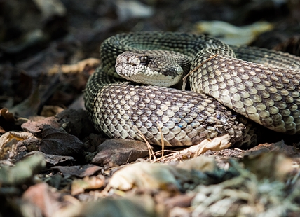 If it slithers or hops in B.C. this new Kamloops-developed website has got you covered