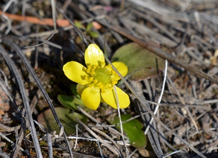 Forget Wiarton Willie, the sagebrush buttercup is real sign of spring in Okanagan