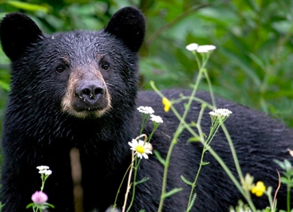 BC man jailed for 'unprovoked' killing of bears on his property