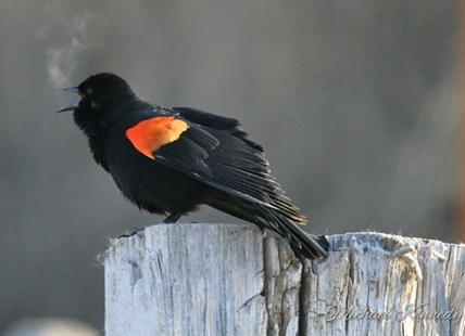 ‘The early bird gets the worm,’ look for these birds around the Thompson Okanagan