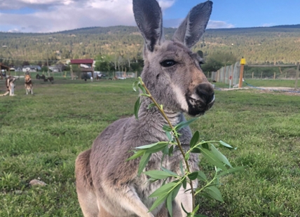 Popular Kangaroo Creek Farm in Kelowna open for spring break