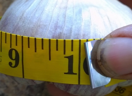 How this prize-winning Kamloops garlic farmer grows the biggest bulbs