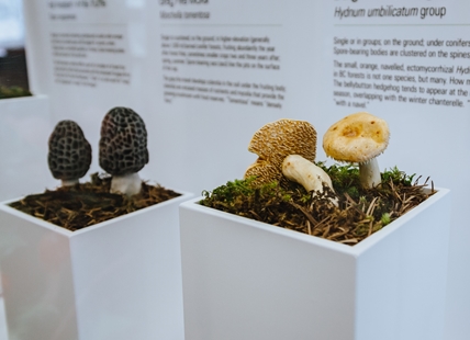 Royal B.C. Museum's marvelous mushroom exhibit opens in Okanagan