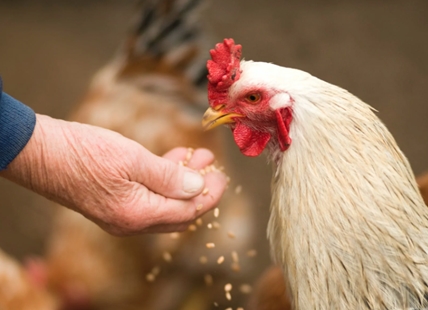 Avian flu outbreak on North Okanagan farm