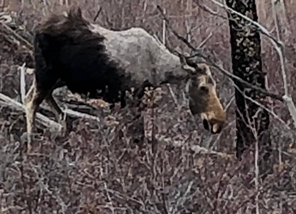 Why this mangy moose near Kelowna lost it's winter coat so fast