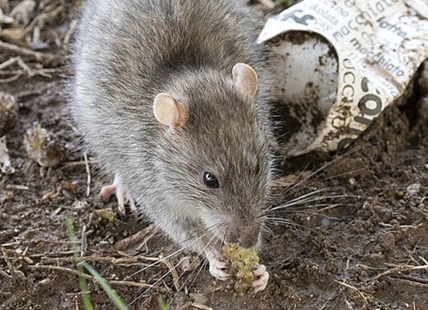 Invasive rats are squeaking into new areas, expanding in B.C.