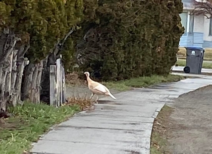 Rare white turkey takes up residence in Merritt