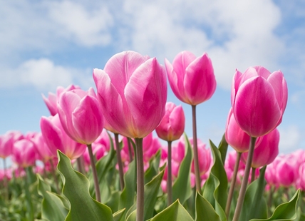 North Okanagan tulip festival blooming for first time this spring