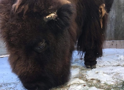 Kamloops wildlife park's Mama the bison dies at age 27